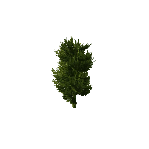 conifer tree2B